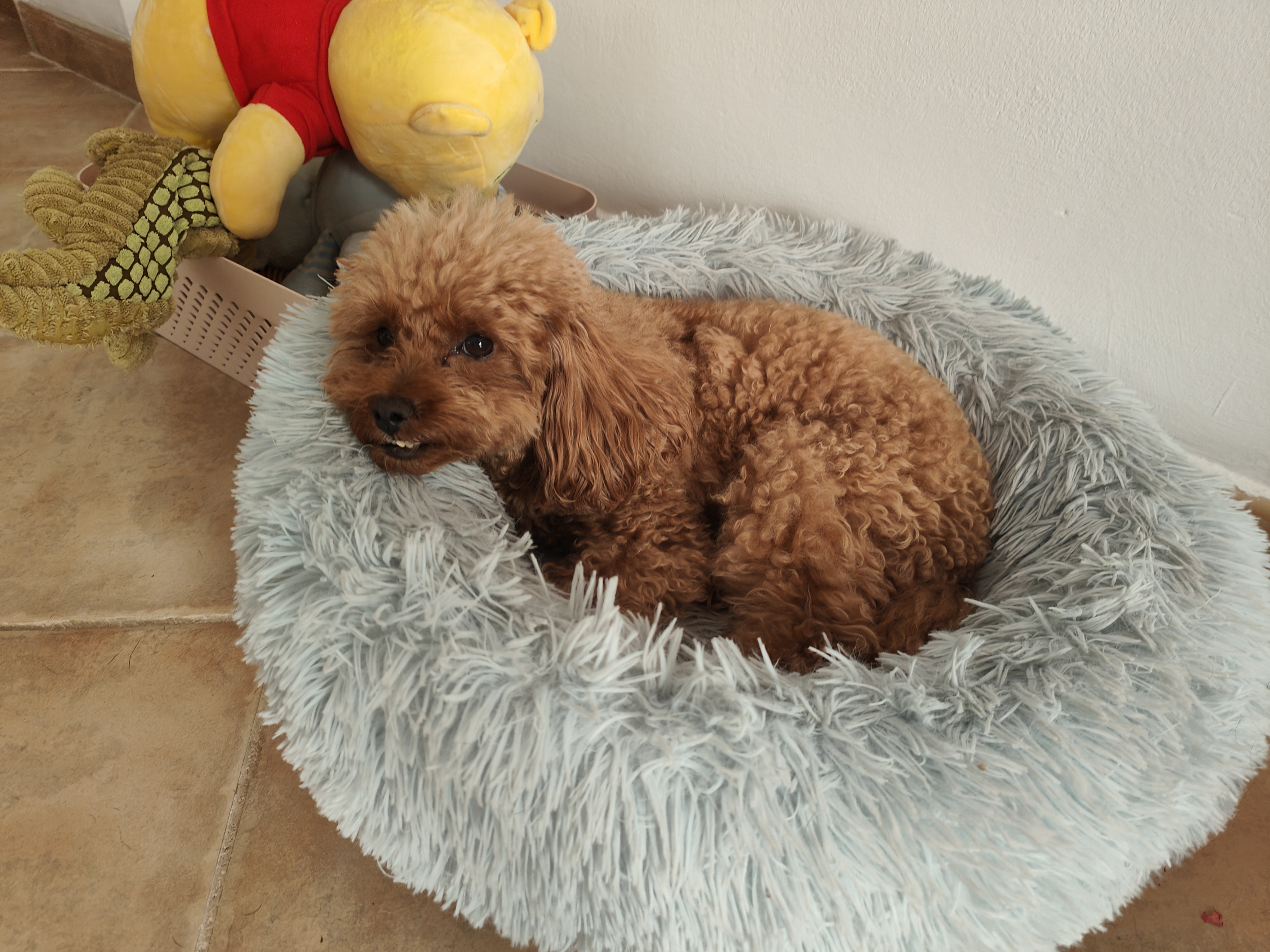 Cuidado de mascota a domicilio